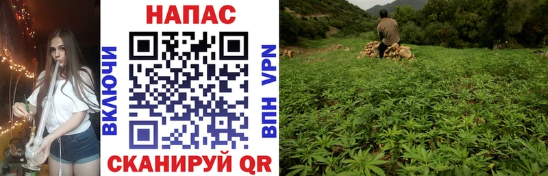 Канабис семена  где можно купить   Тайга 